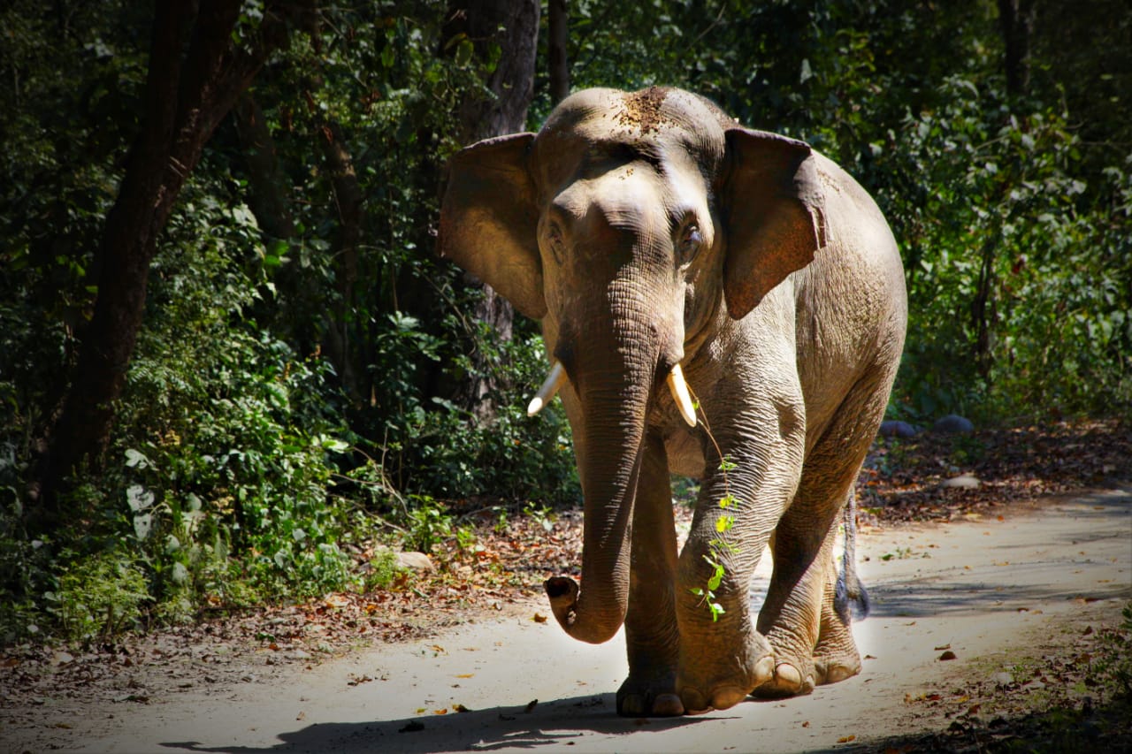 Departure from Corbett